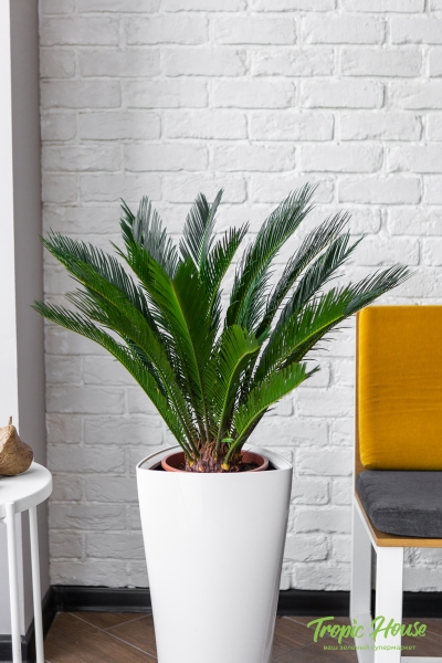 Цикас в DELTA 30 Цикас в DELTA 30