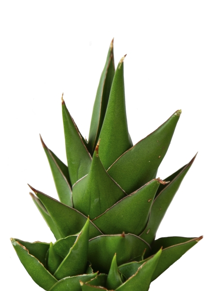 Сансевиерия Аббей Краун в CANTO STONE 14