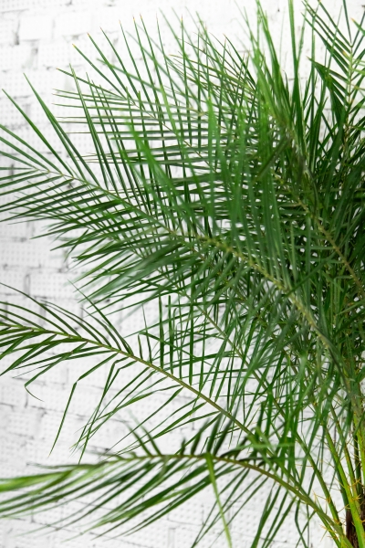 Финиковая пальма Робелини макси 30/160 см