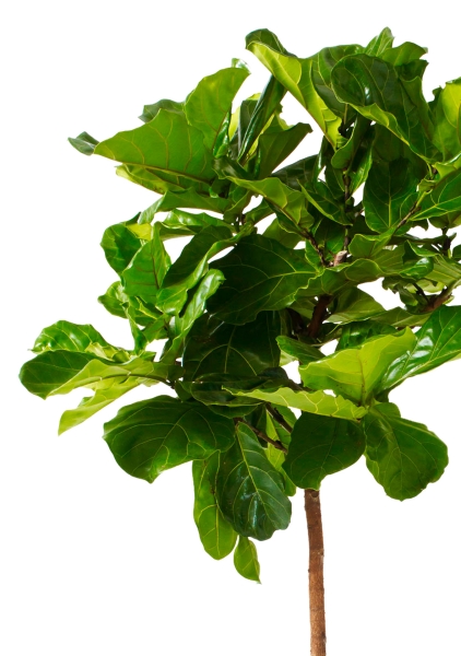 Фикус Лирата на стволе 34/160 см