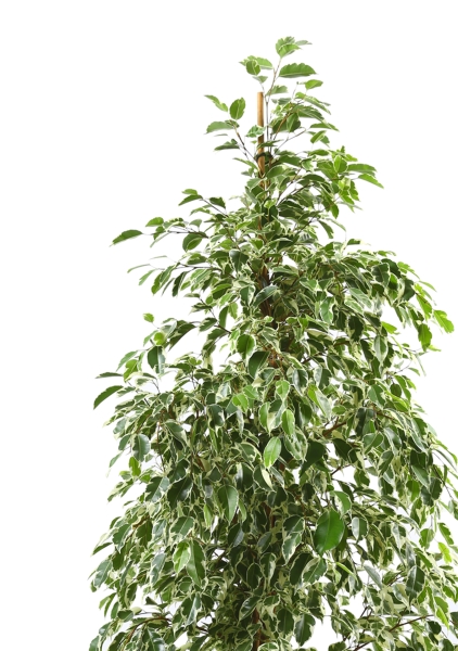 Фикус Бенджамина Голден Кинг пирамида 27/140 см Фикус Бенджамина Голден Кинг пирамида 27/140 см