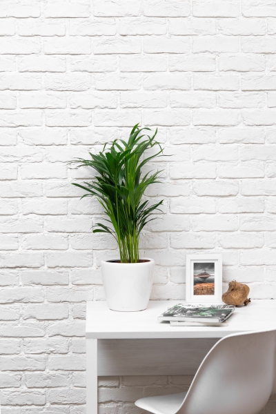 Хризалидокарпус 17/60 см Хризалидокарпус 17/60 см