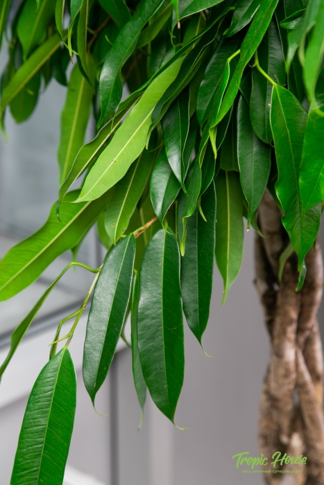 Фикус Амстел Кинг в CLASSICO COLOR 43