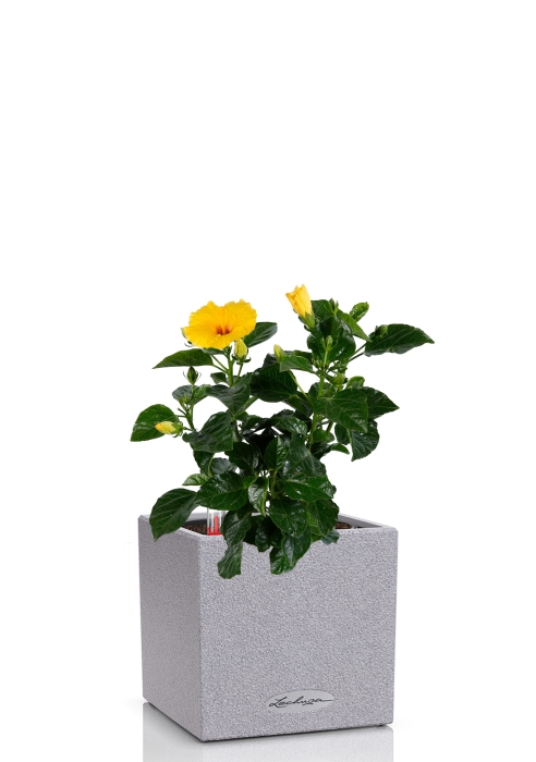 Гибискус 12/20 см в CANTO STONE 14, серый камень