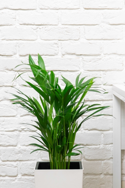 Хризалидокарпус в CUBICO COLOR 22 Хризалидокарпус в CUBICO COLOR 22