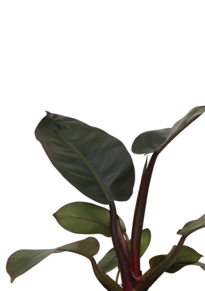 Филодендрон Блэк Кардинал 12/40 см в CUBE Color 16 Филодендрон Блэк Кардинал 12/40 см в CUBE Color 16