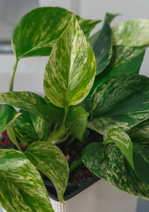 Сциндапсус Марбл Квин в CUBE COLOR 14