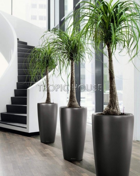 Нолина на стволе 27/100 см Нолина на стволе 27/100 см