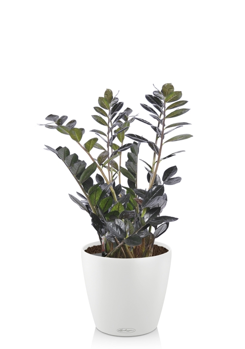 Замиокулькас Равен в CLASSICO COLOR 18, белый