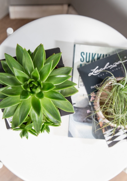 Эхеверия зеленая 10/15 см Эхеверия зеленая 10/15 см