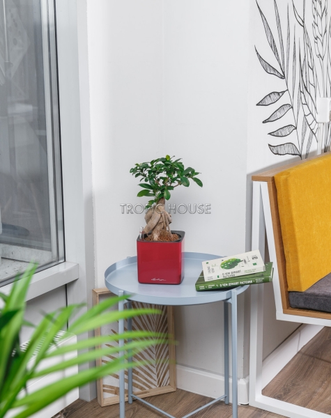 Фикус Бонсай в CUBE GLOSSY 14 Фикус Бонсай в CUBE GLOSSY 14