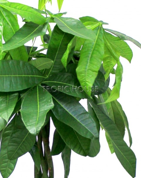 Пахира в CUBICO 30 Пахира в CUBICO 30