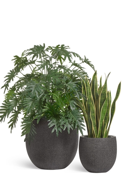 Кашпо TREEZ Effectory, Stone, Чаша classic, Тёмно-серый камень