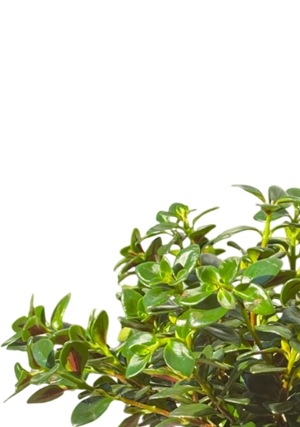 Пеперомия Ансел 14 см