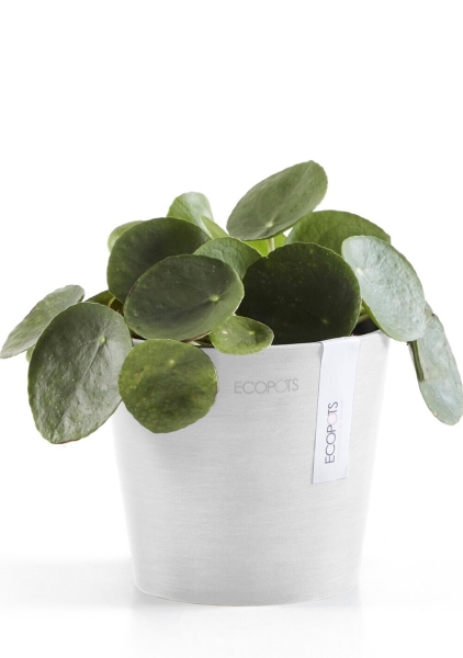 Ecopots Amsterdam Mini 13