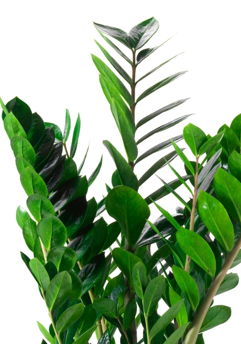 Замиокулькас 17/70 в CILINDRO 23