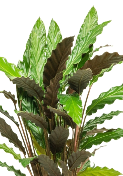 Калатея Руфибарба 17/60 см