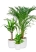 Набор для озеленения офиса № 3 (Спатифиллум, Юкка, Хризалидокарпус)