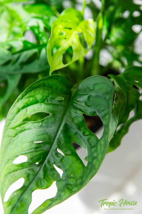 Монстера Манки в PURO 20