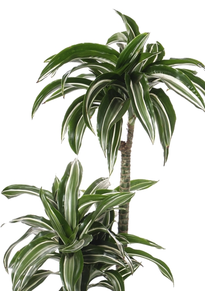 Драцена Джейд Джевел 2 ствола 17/65 см