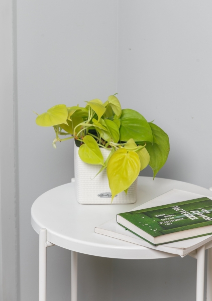 Сциндапсус Голден Потос 12/20 см Сциндапсус Голден Потос 12/20 см