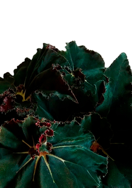 Бегония Рекс Дарк Мамба 12/25 см в OJO