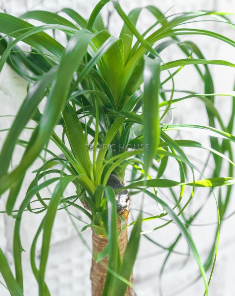 Нолина на стволе 17/50 см