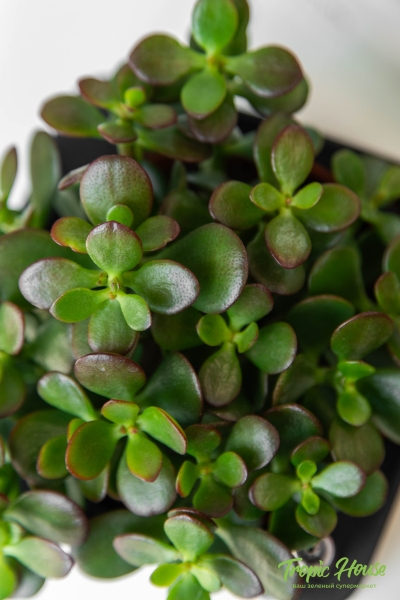 Овата минор в PURO 20