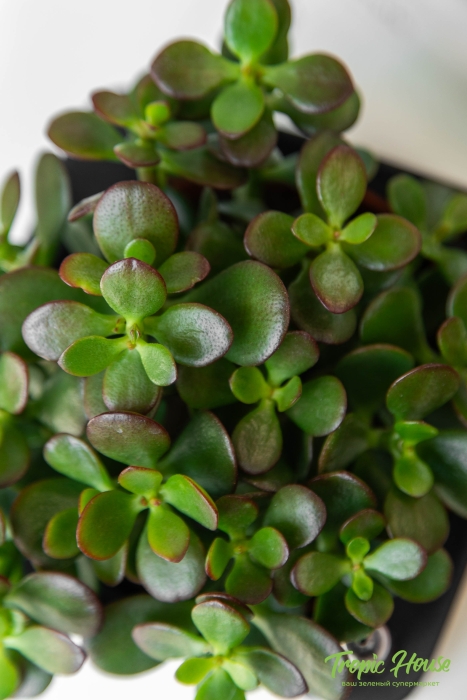 Овата минор в PURO 20