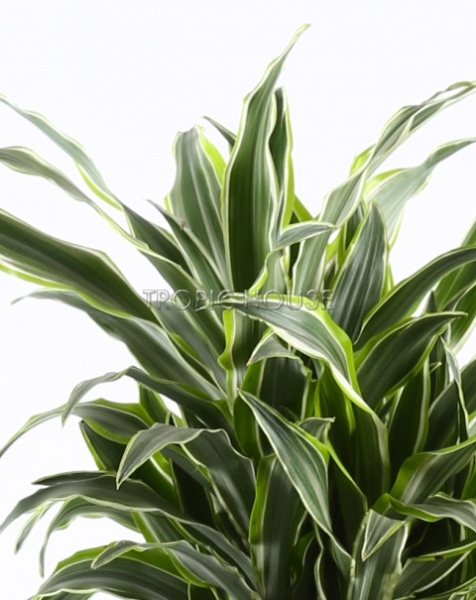 Драцена Сюрприз в DELTA 20