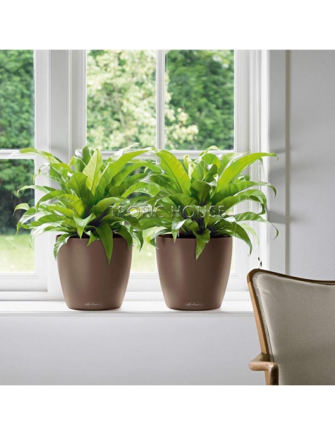 Кашпо LECHUZA CLASSICO Color 35х30 см