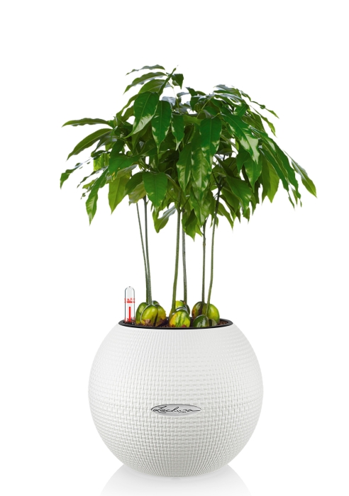 Каштаноспермум в PURO 20, белый