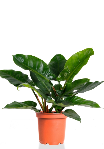 Филодендрон Империал Грин 27/80 см