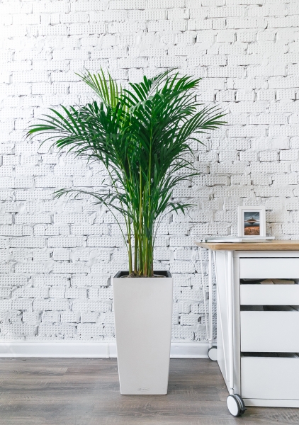 Хризалидокарпус Арека 21/120 см