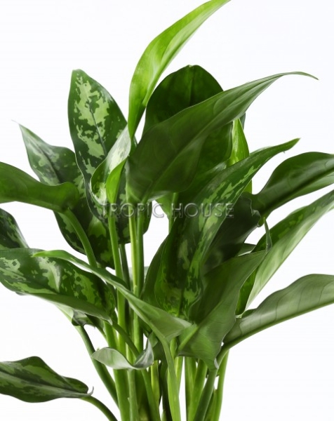 Аглаонема Мария в CLASSICO LS 21