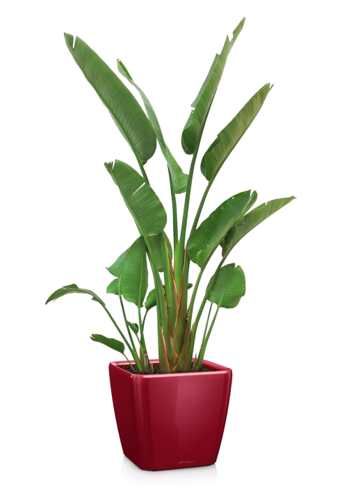 Стрелиция Николай в QUADRO 43, ярко-красный блестящий