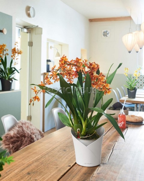 Кашпо LECHUZA ORCHIDEA 18х20 см