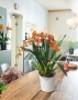 Кашпо LECHUZA ORCHIDEA 18х20 см