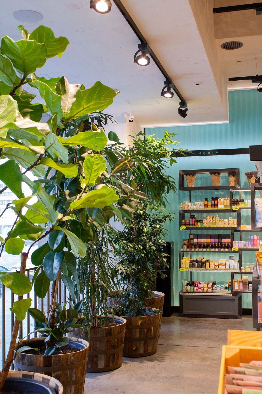 Золотое Яблоко