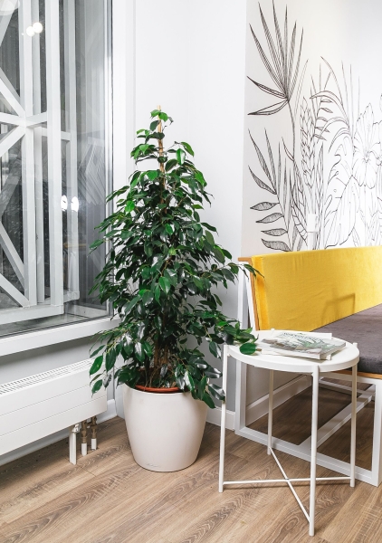 Фикус Бенджамина Даниэль в CLASSICO 28