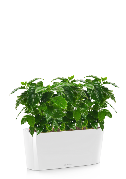 Кофе в DELTA 20