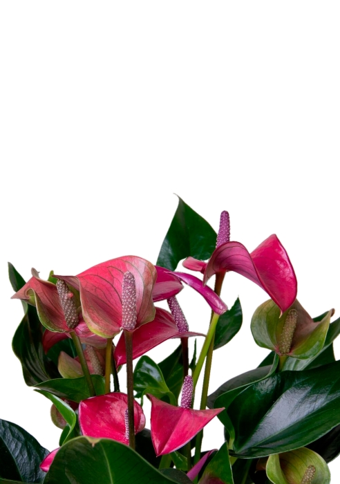 Антуриум Андрианум пурпурный 17/55 см в CLASSICO LS 28