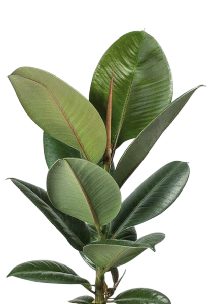 Фикус Эластика Робуста 17/60 см в CUBICO COLOR 22 Фикус Эластика Робуста 17/60 см в CUBICO COLOR 22