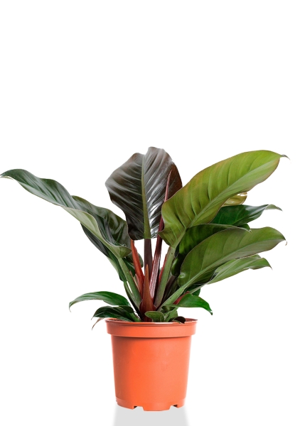 Филодендрон Империал Ред 19/60 см