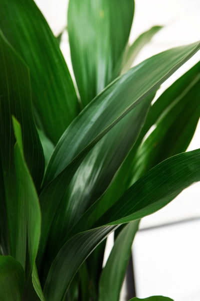 Аспидистра в CLASSICO Color 28 Аспидистра в CLASSICO Color 28