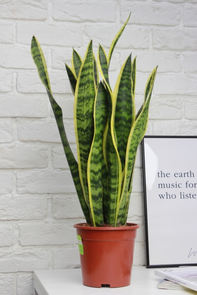 Сансевиерия Лауренти 17/60 см в CUBICO 22