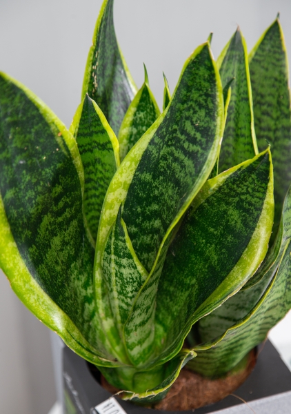 Сансевиерия Лауренти в CANTO Stone 14