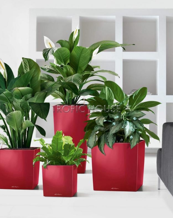 Кашпо LECHUZA CUBE 30х30см