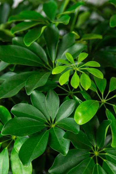 Шеффлера Компакта бранч 40/140 см