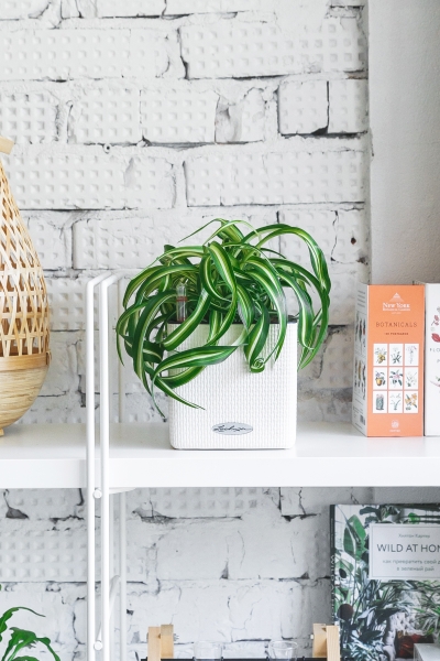 Хлорофитум Бонни 12/25 см